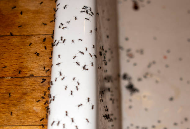 Best Pest Prevention Services  in Montgomery, AL